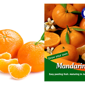 Citrus Tree Mandarin Emperor