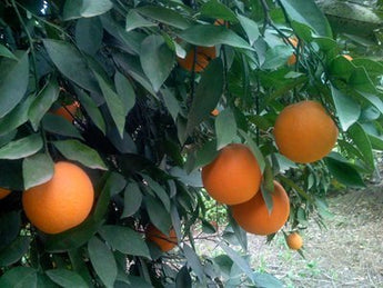 Citrus tree Orange Valenica