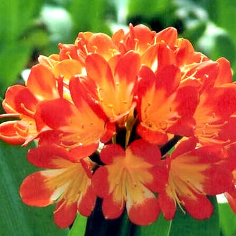 Clivia Orange