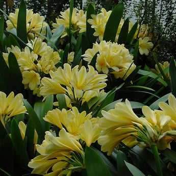 Clivia Yellow