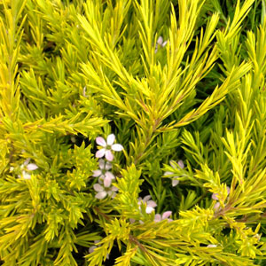 Coleonema Pulchrum Aurea Golden Diosma