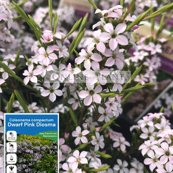 Coleonema compactum Dwarf Pink Diosma