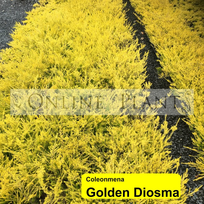 Golden Diosma for Sale | Online Plants Melbourne