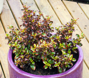 Coprosma Coppershine