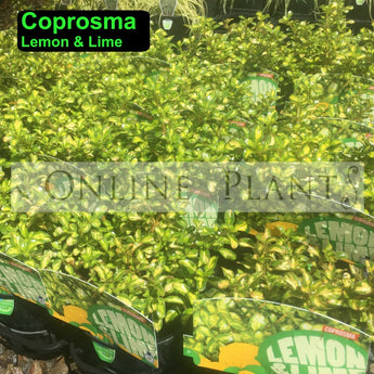 Coprosma Lemon And Lime