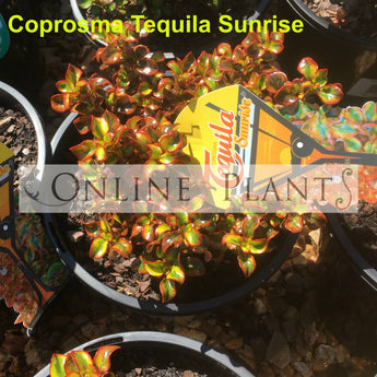 Tequila Sunrise Coprosma