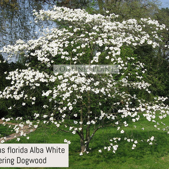 Cornus florida Alba White Flowering Dogwood