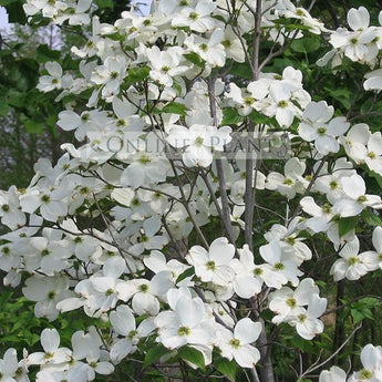 Cornus florida Alba White Flowering Dogwood