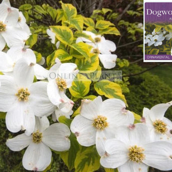 Cornus florida First Lady