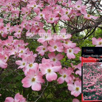 Cornus florida Rubra Pink Flowering Dogwood