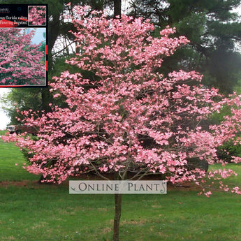 Cornus florida Rubra Pink Flowering Dogwood