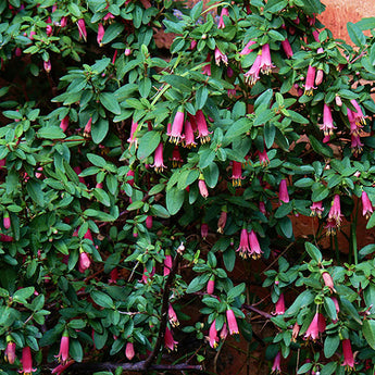 Correa Dusky Bells