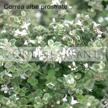 Correa Alba Prostrate