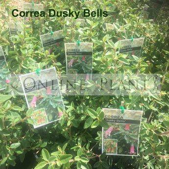 Correa Dusky Bells