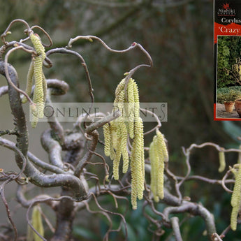 Corylus avellana Contorta Crazy Filbert