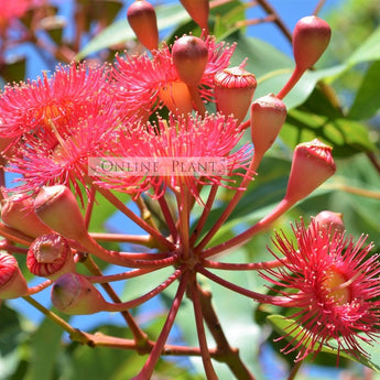 Corymbia ficifolia Mini Red