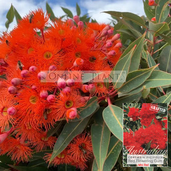 Corymbia ficifolia Mini Red