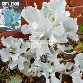 Cotyledon orbiculata Silver Waves