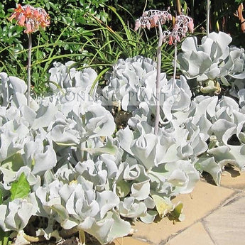 Cotyledon orbiculata Silver Waves