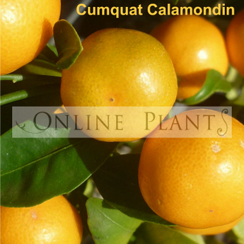 Citrus tree Cumquat Calamondin