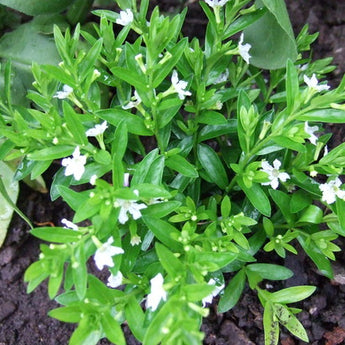 Cuphea hyssopifolia white