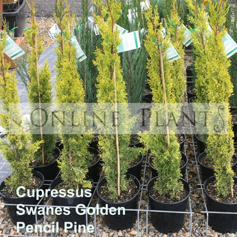Cupressus Swanes Golden Pencil Pine