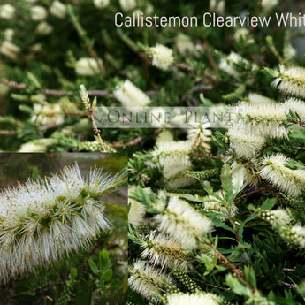 Callistemon Clearview White