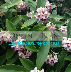 Daphne Perfume Princess