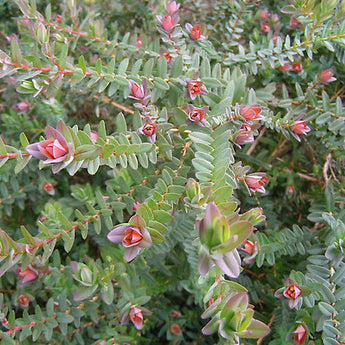 Darwinia Citriodora