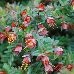 Darwinia Citriodora Prostrate