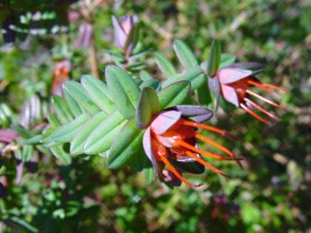 Darwinia Citriodora Prostrate