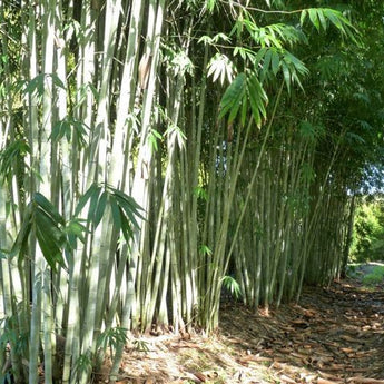 Dendrocalamus Minor var. Amoenus, Ghost Bamboo