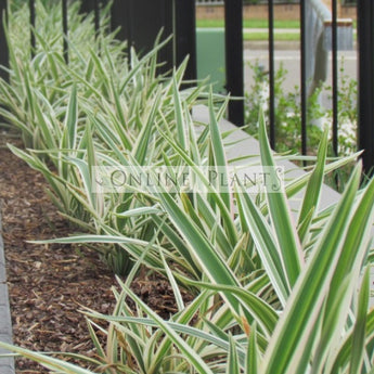 Dianella Silver Streak