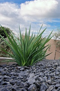 Dianella Revoluta Flax Lily