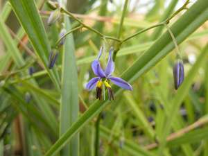 Dianella Revoluta Flax Lily