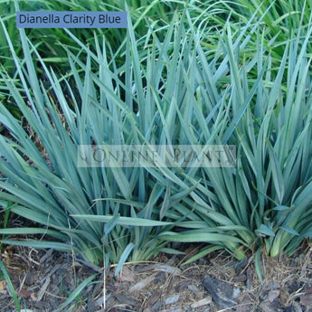 Dianella Clarity Blue™  PBR