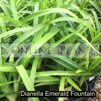 Dianella Emerald Fountain