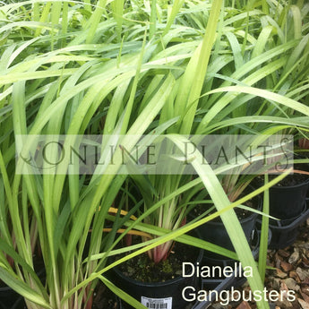 Dianella Gangbusters