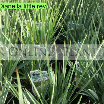 Dianella Little Rev