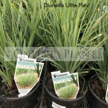 Dianella Little Rev