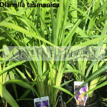 Dianella Tasman flax lily