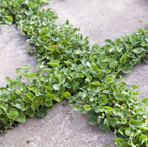 Dichondra Repens Kidney Weed