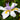Dietes Grandiflora Wild Iris