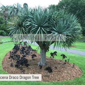 Dracena Draco Dragon Tree