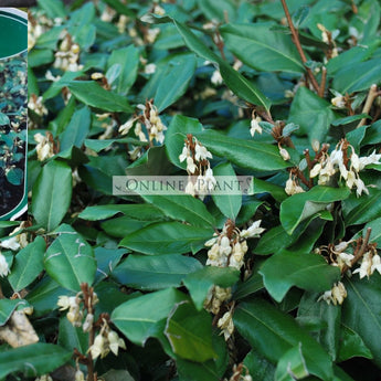 Elaeagnus ebbingei Ebbings Silverberry