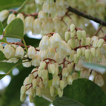 Eleocarpus Eumundii Quandong Tree