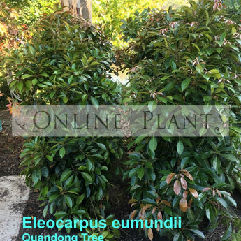 Eleocarpus Eumundii Quandong Tree