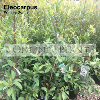 Eleocarpus Prima Donna
