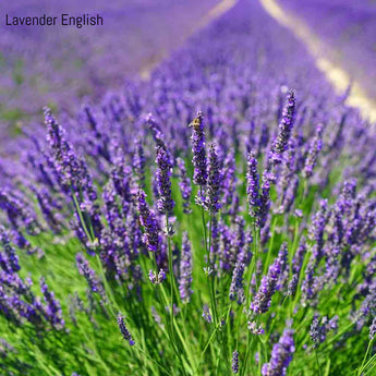 Lavender Angustifolia English Lavender