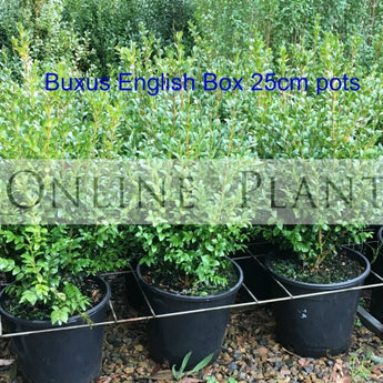 Buxus Sempervirens English Box